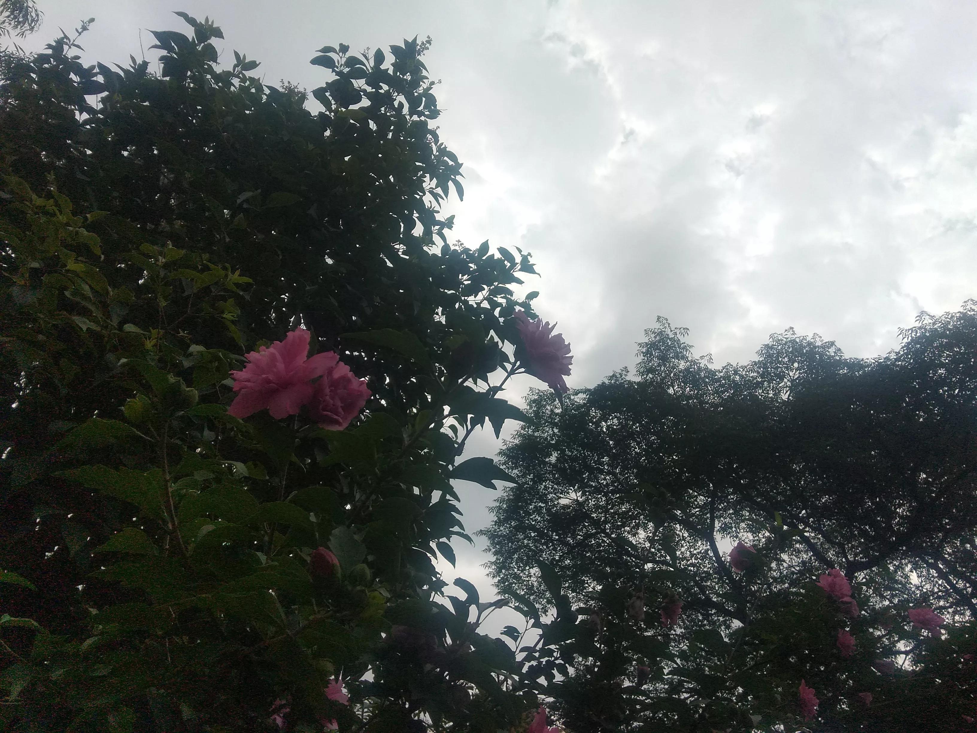 倔犟拼音,倔犟小太阳