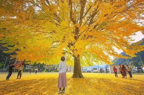 李世民栽的银杏树的价值,1400年李世民亲手栽的银杏树图