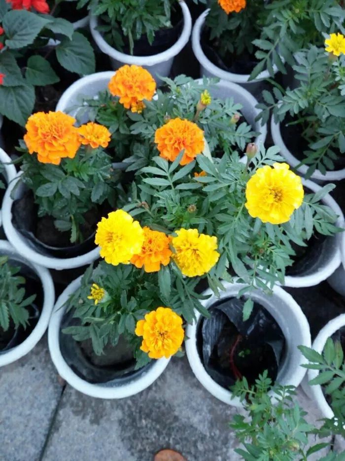 养什么植物有杀蚊子但对人无伤害,什么植物驱蚊子效果最好好养活