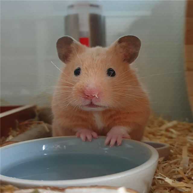 仓鼠不爱吃鼠粮是什么原因,仓鼠不吃鼠粮是怎么回事