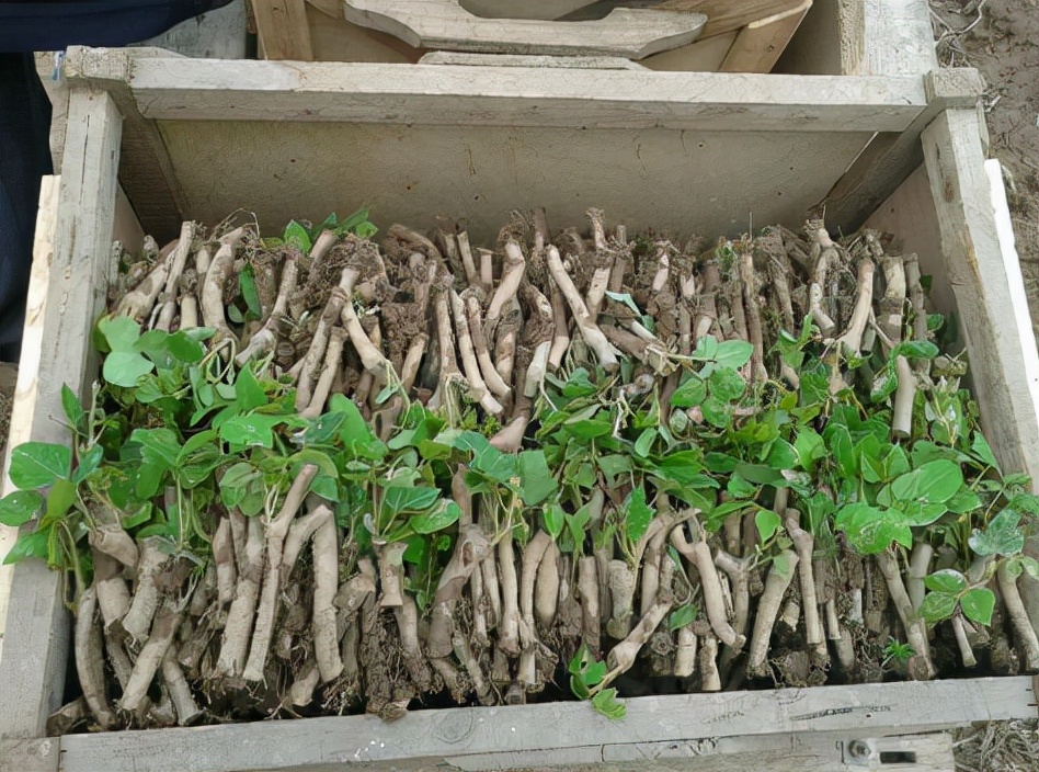 粉葛:根茎达上百斤,曾是度荒年的食物,到了美国却成了“恶魔”