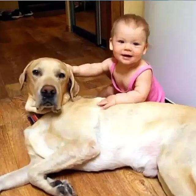 关于狗狗的10个“冷知识”，很多铲屎官都不知道