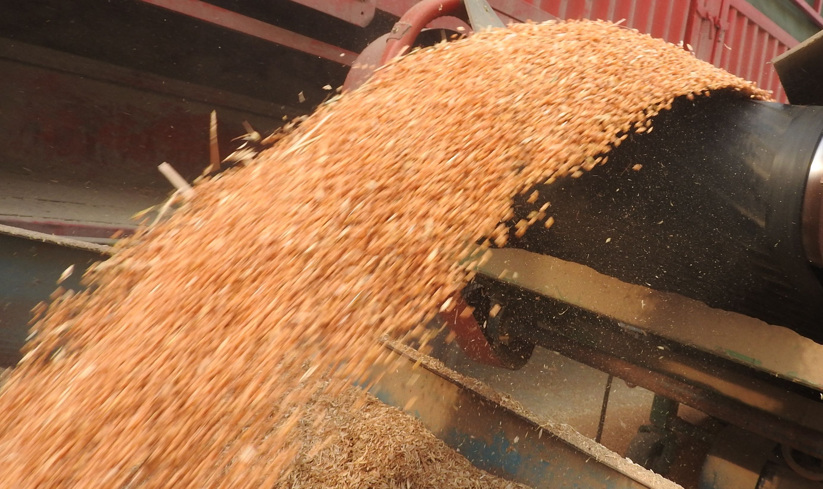 新粮食安全观和国家粮食安全战略,官方回应加强粮食安全最新消息