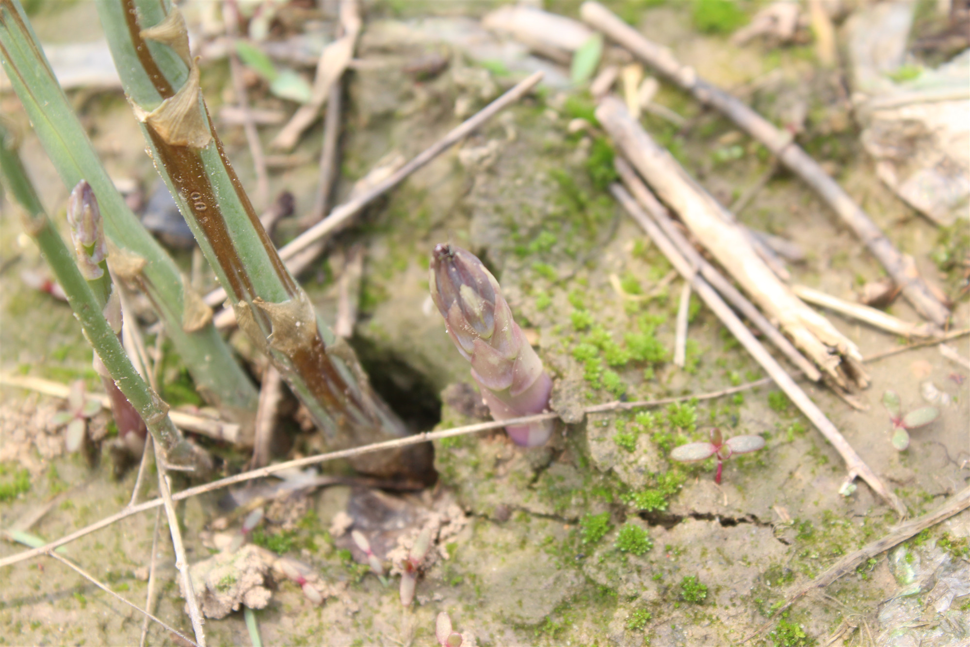 野生石刁柏图片大全,石刁柏果实的功效与作用