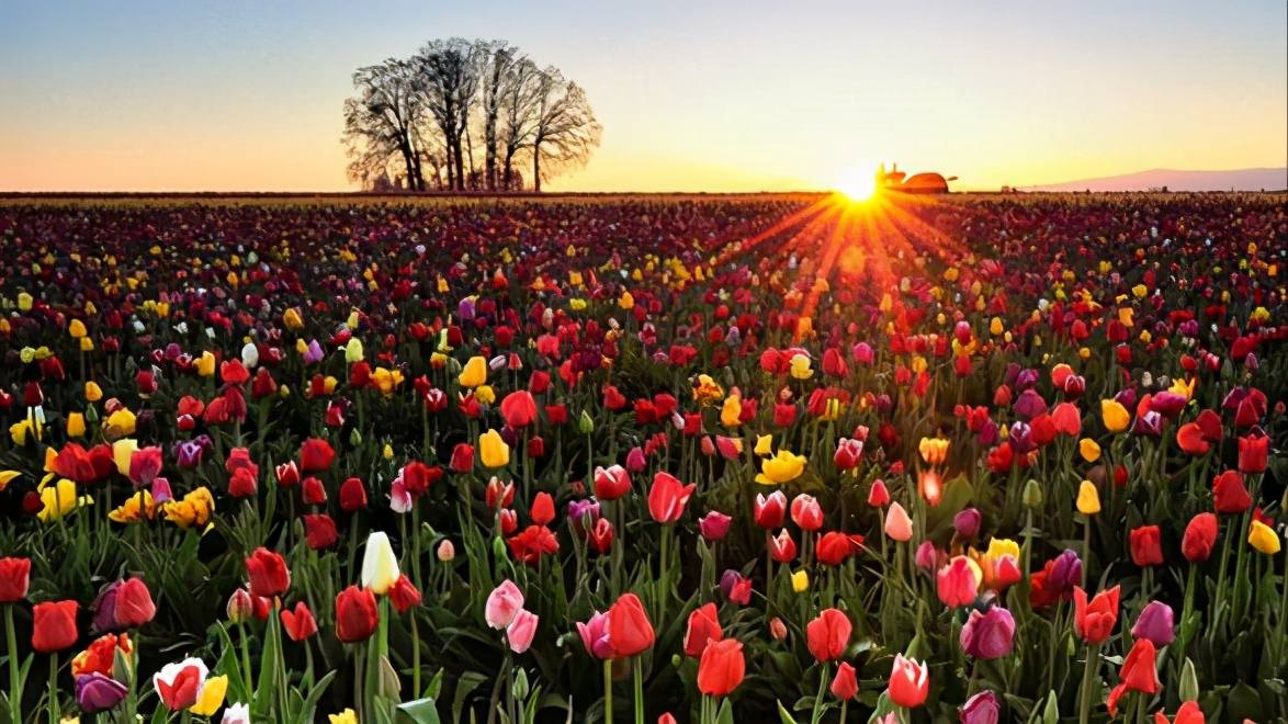 荷兰发生的历史大事,美国最大的金融危机