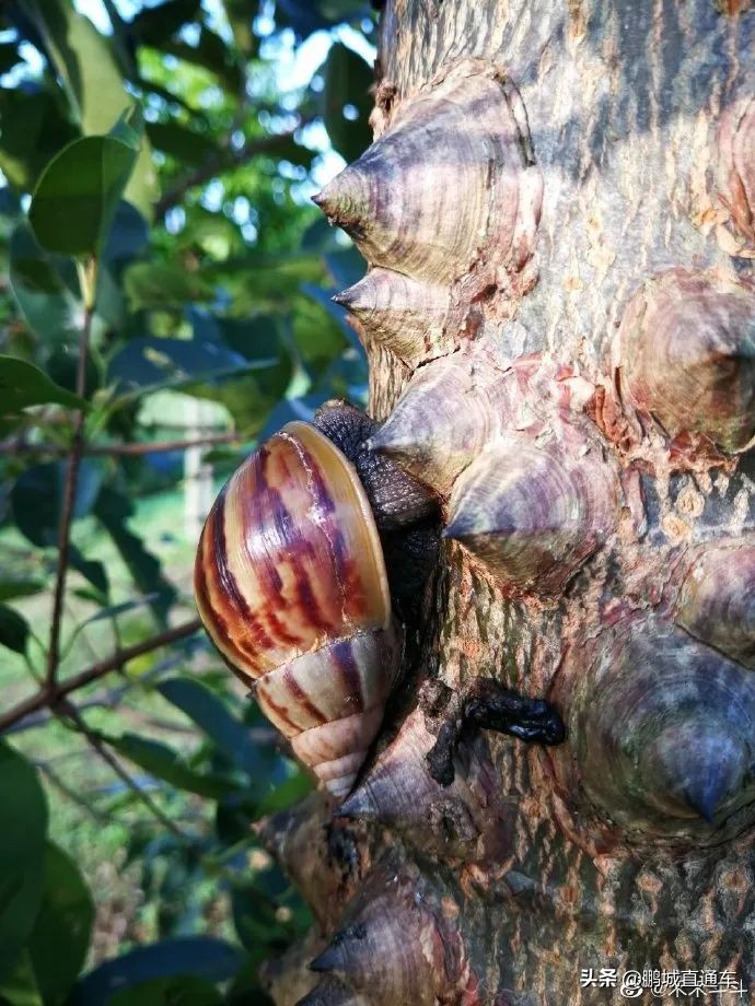 下雨过后路边为什么会出现蜗牛,深圳雨后出现非洲大蜗牛怎么处理