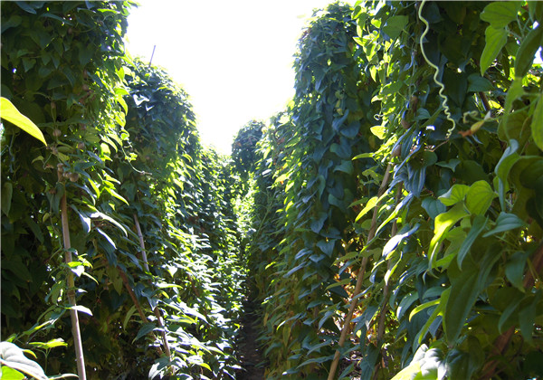 山药高产栽培技术,山药的栽培要点