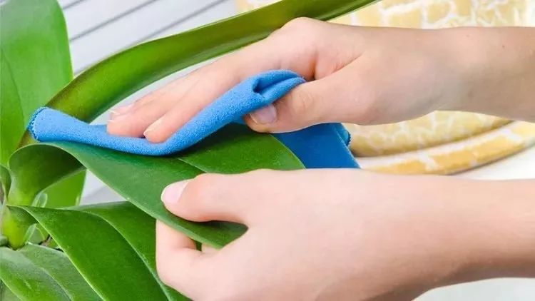 小苏打养花正确方法,小苏打是碱性为什么能用于养花呢