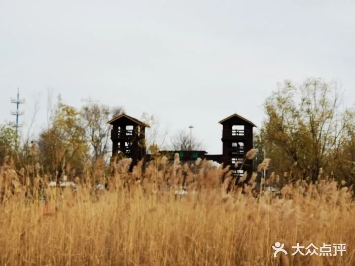 北京哪些公园可以带狗进入游玩,北京适合带宠物玩的地方推荐