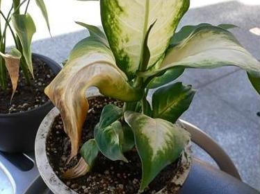 被晒伤了怎么紧急修复,被晒伤的植物如何处理