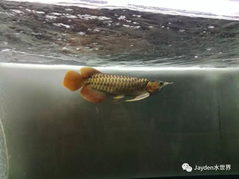 龙缸要几根灯管,龙缸灯管功率一般多大