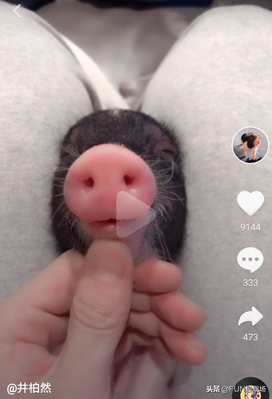 井柏然抖音小猪,井柏然给白敬亭送小猪佩奇