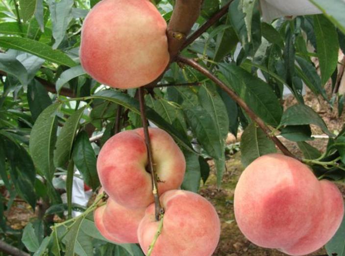 给果农介绍一种有机杀菌剂的使用方法以及对果树病害防治的作用