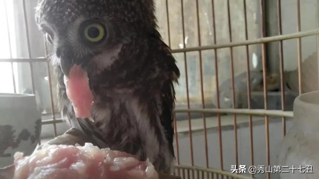 猫头鹰携家带口来“作客”，福绵这个医生好有爱，“好肉”招待