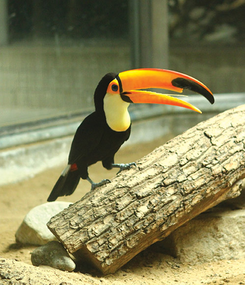 动物世界中最小的昆虫,动物世界最奇特的鸟