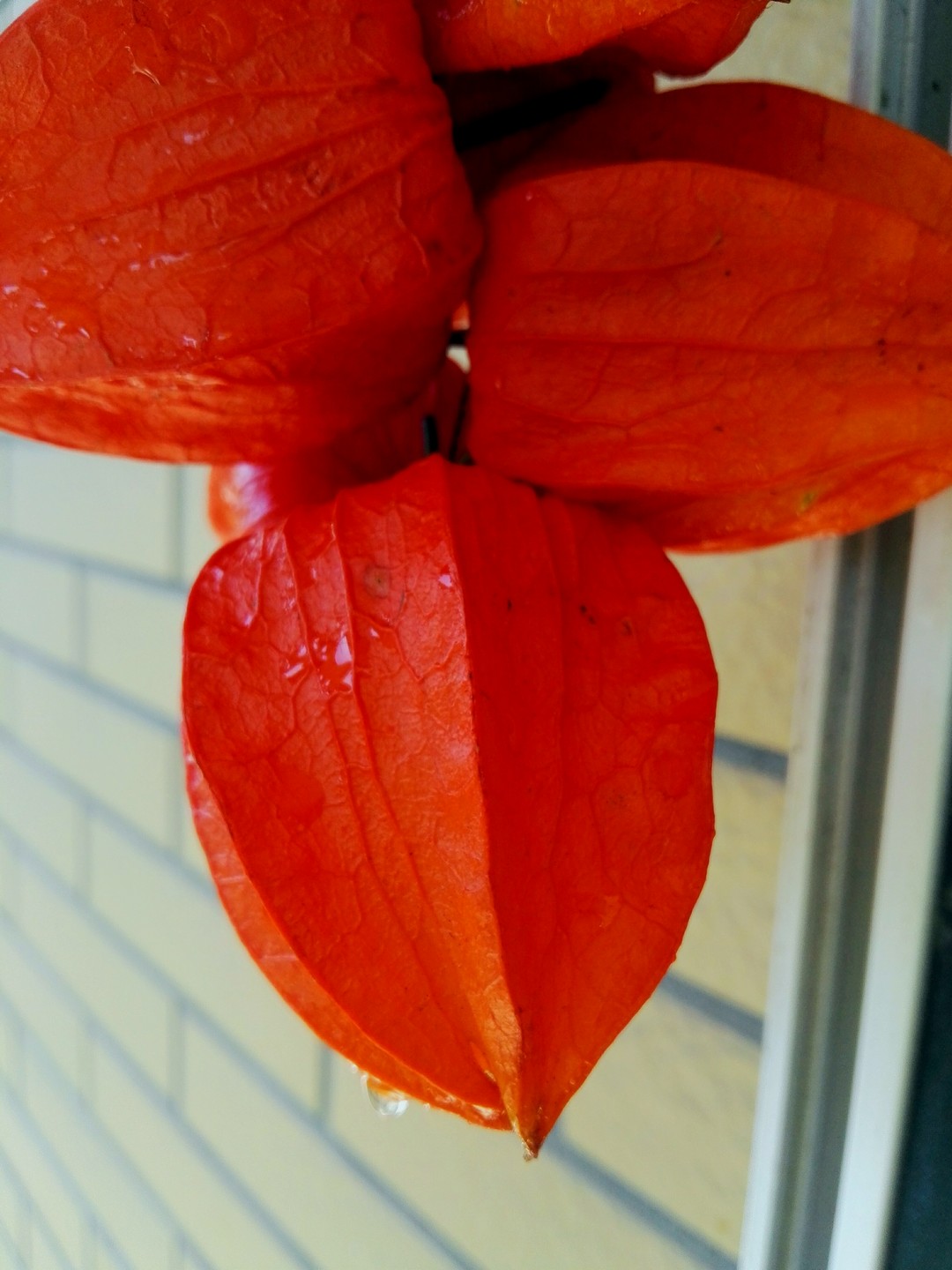 东北红姑娘图片大全,东北红姑娘种植技术