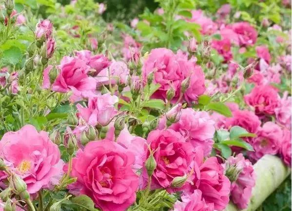 每天一点鲜花小知识,每天学习一点点科普知识