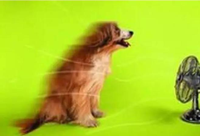 给宠物降温的正确方法,炎夏宠物怎么降温