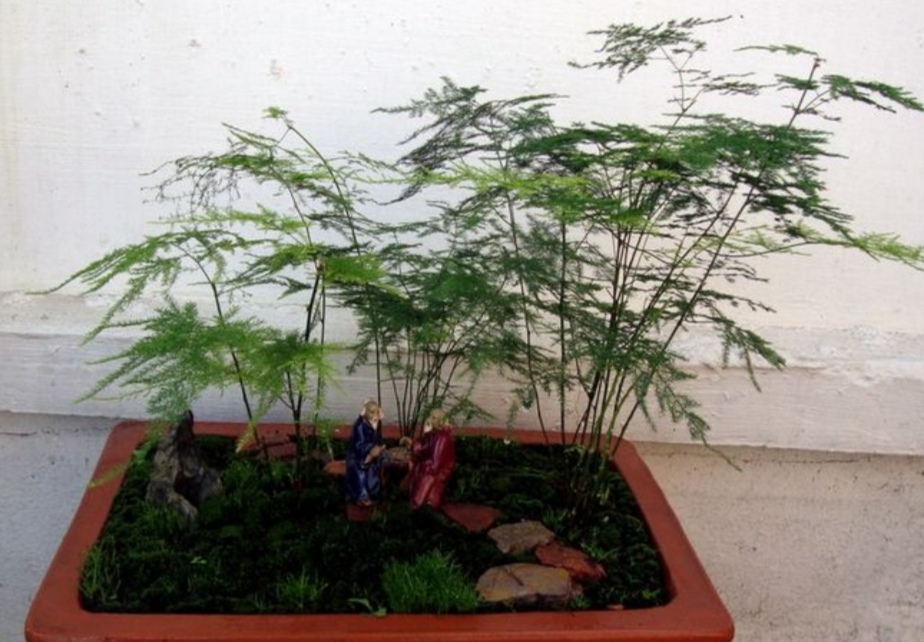 文竹叶子枯黄是什么原因,文竹枝条枯萎什么原因引起的