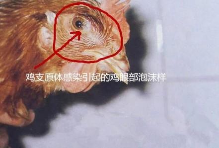 鸡脸肿眼瞎是什么病怎么治,大鸡肿脸肿眼是什么病
