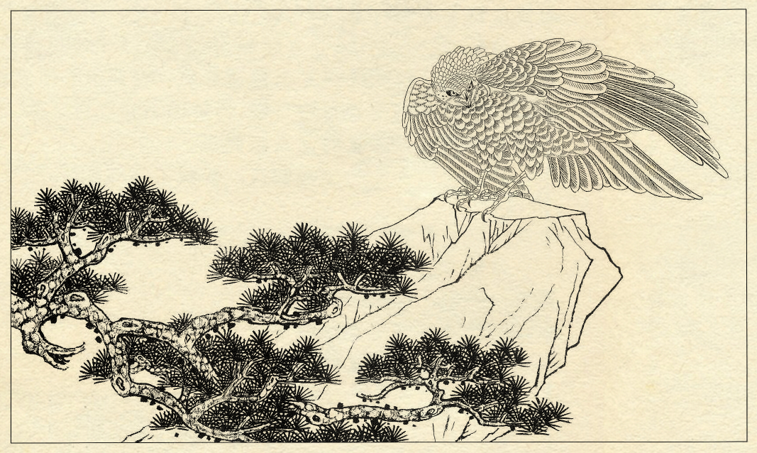 鹰的工笔底稿白描大图,白描鹰的画法图片
