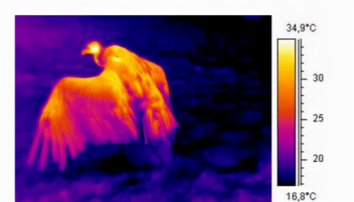 雄黄粉和雄黄驱蛇粉是一样的吗,原来蛇不怕雄黄而是这几样东西