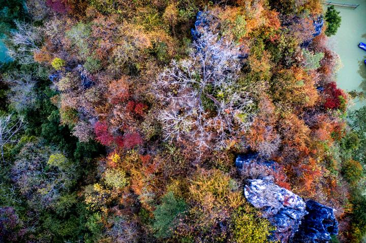 星湖冬日燃情，比落羽杉还要红的是什么？#我和湿地有个约会#