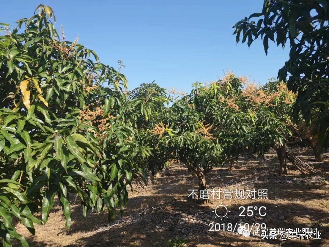 芒果催花药配方及技巧,天气冷了芒果怎么催花