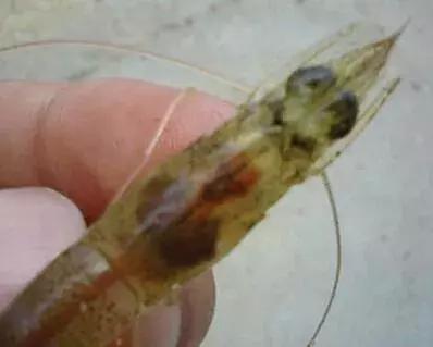 对虾偷死病的防治方法,对虾黑便什么原因