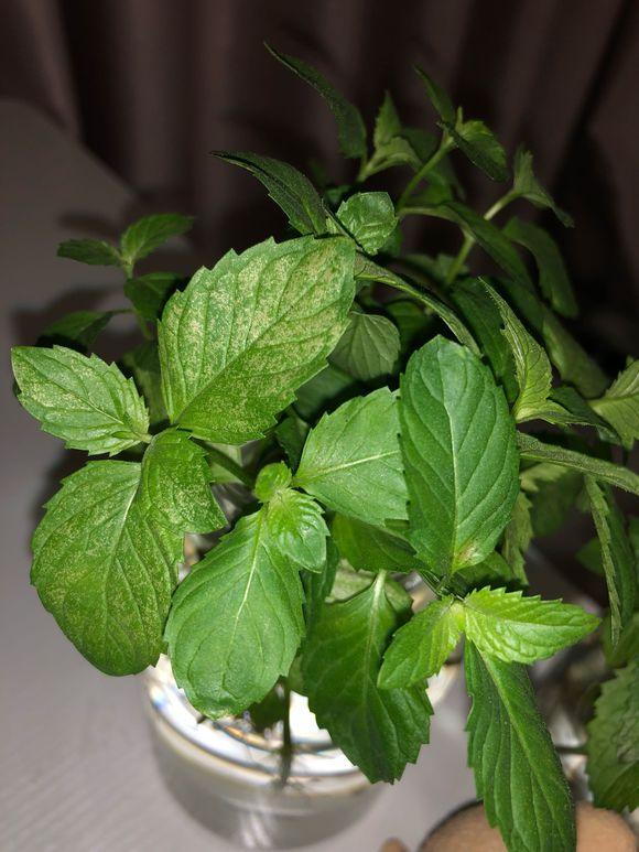 水养薄荷发黄发蔫用什么办法,薄荷水培生根前发蔫