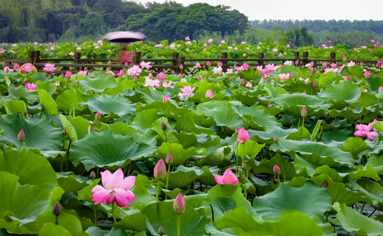 京剧沙家浜智斗阿庆嫂讲的是什么,沙家浜阿庆嫂是什么来历