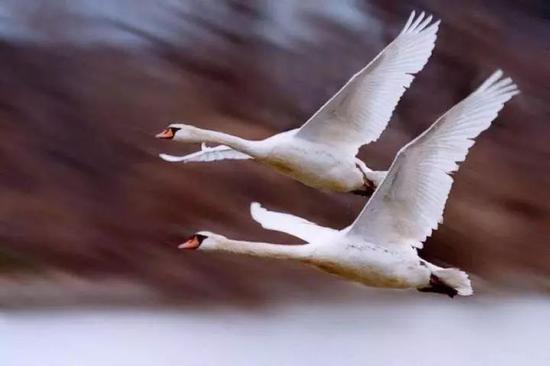 2018十大语文差错发布第一个万万没想到