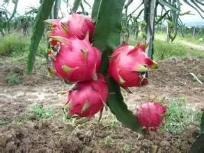 海南必吃十种水果图片名称,海南水果品种大全排名