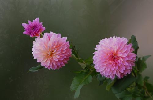 今年有哪些年宵花,春节6种年宵花推荐颜值高寓意好