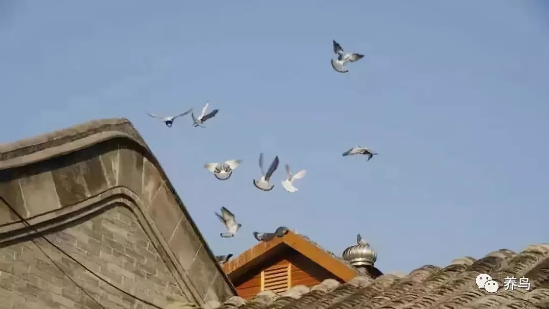 观赏鸟类排名,十大好看的观赏鸟排名榜