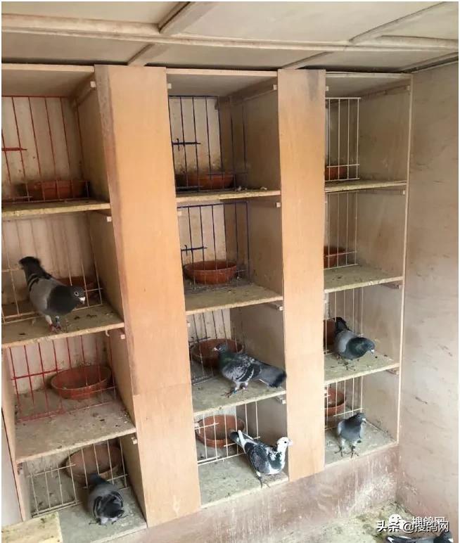 kbdb鸽王总冠军,kbdb鸽王每年评选多少个