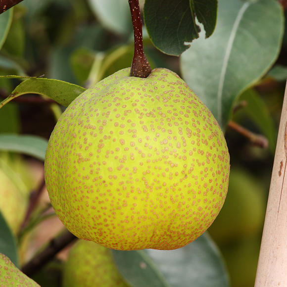 烟台的水果市场,烟台的水果是最好吃吗