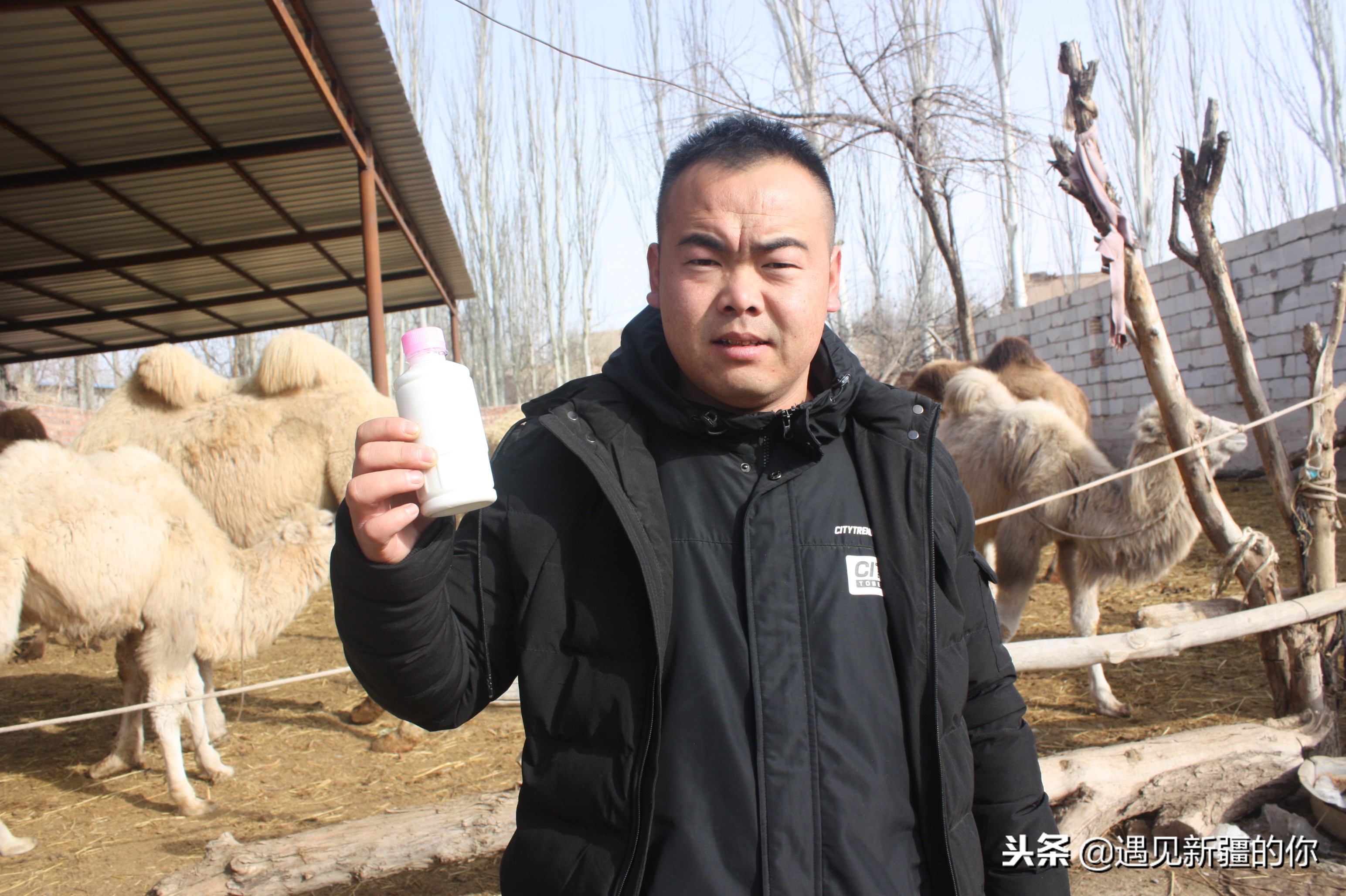 *疆新**天山南麓的一个山区产一种奶，受到游客的追捧千万别错过