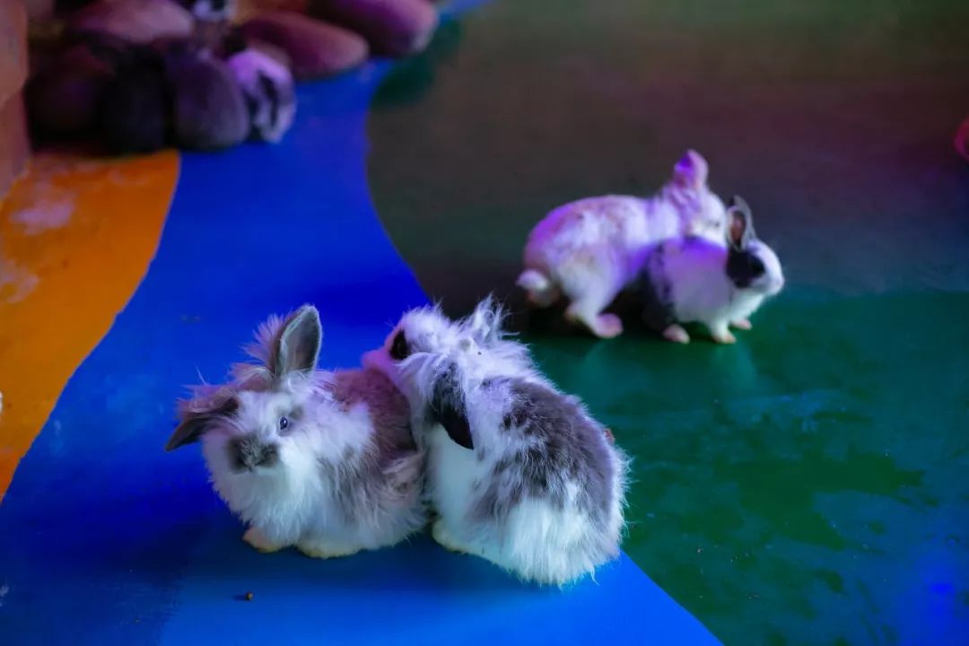 海洋剧场秀、丛林萌宠乐园、风车向阳花，昆明热闹新春，属于它