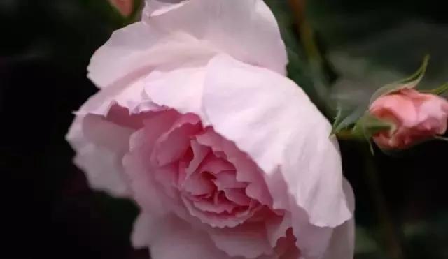 玫瑰有几种品种图片及名称,玫瑰品种分类名称及图片介绍