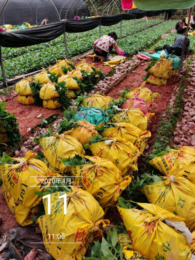 五指毛桃种苗繁殖方法,五指毛桃种苗