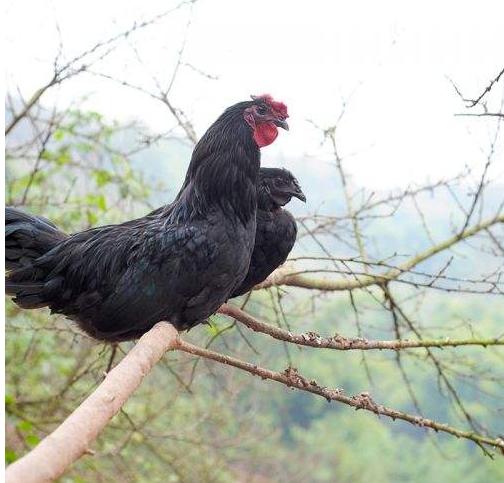 十大适合商业养殖的动物,哪些动物利润大可以养殖