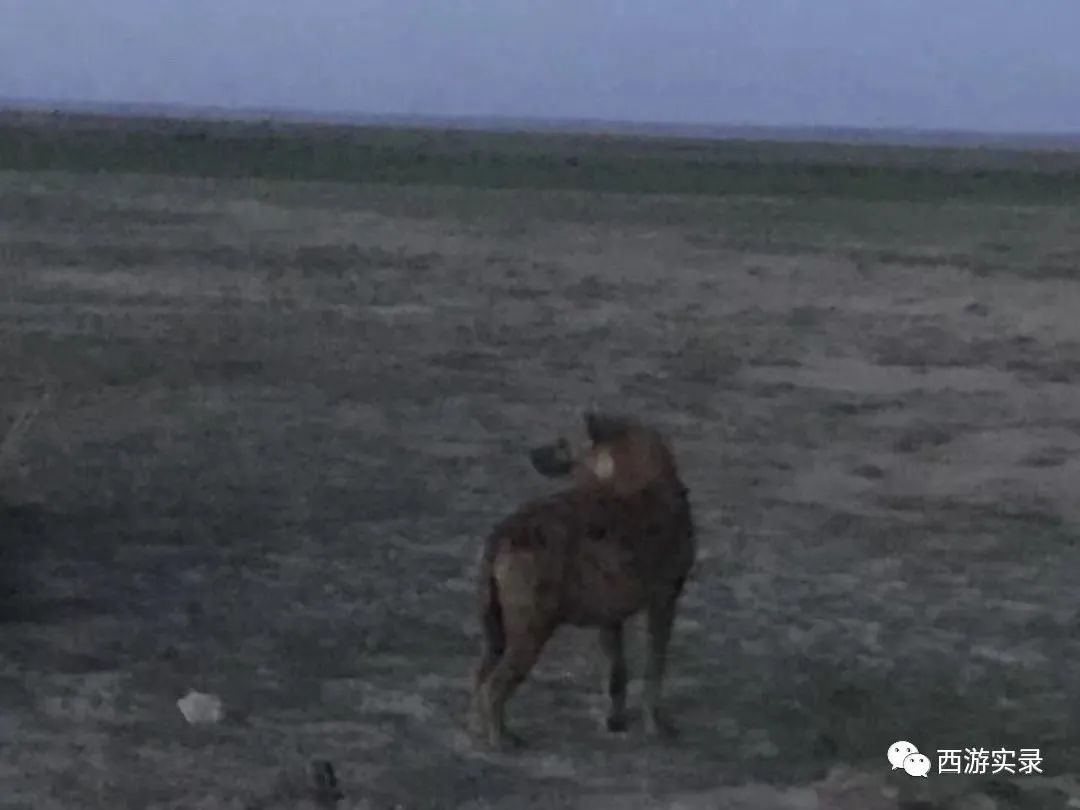 被埃塞拒绝入境，被困肯尼亚，陷入马赛部落，开车追逐非洲五霸