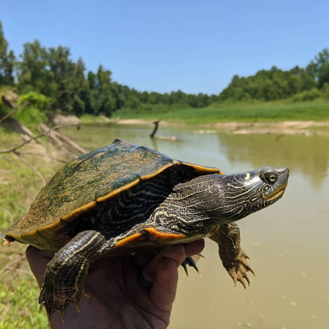 哈士奇地图龟怎么养,龟中的哈士奇地图龟