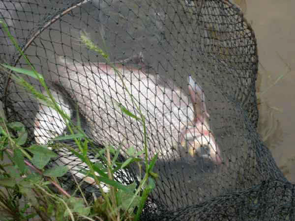 如何钓武昌鱼用什么饵料,钓武昌鱼什么时间最好