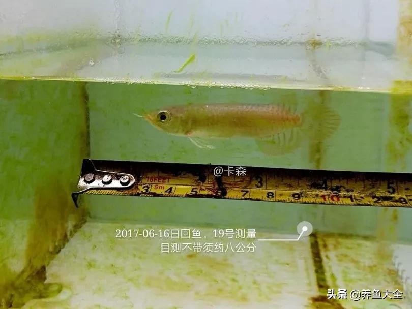 养红龙苗,养红龙如何搭配其他鱼