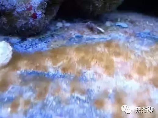 鱼缸中褐藻和绿藻的区别,海水藻缸褐藻需要清理吗