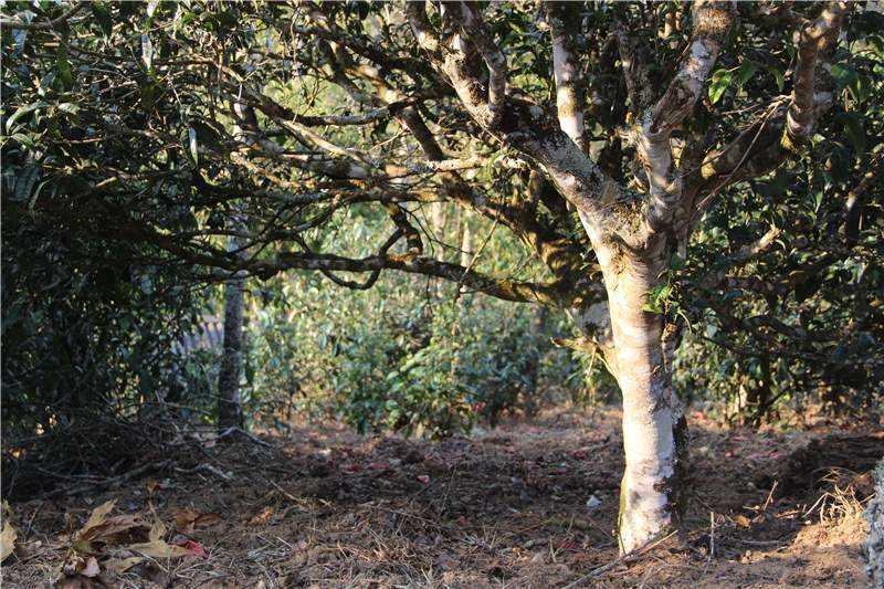 金班章与老班章的口感,怎么辨认真正的老班章什么味道