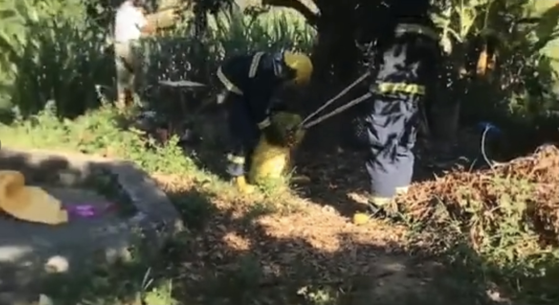 30公斤巨蟒进村吃200只鸡,巨蟒真实吞食野猪