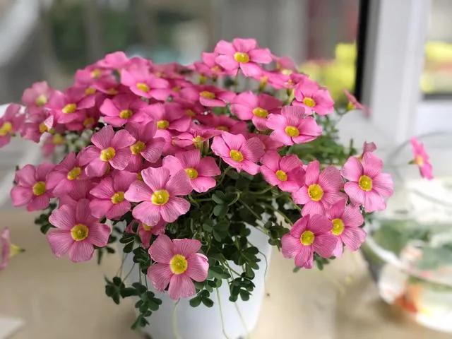 景观草花图,地被类的花草图片